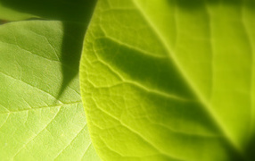 Light Green leaf