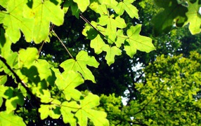 Светло-зеленые листья