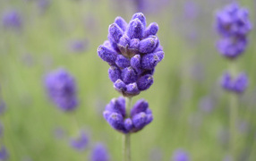 Lilac floret