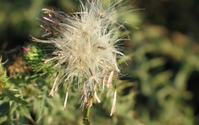 Потерянный цветок