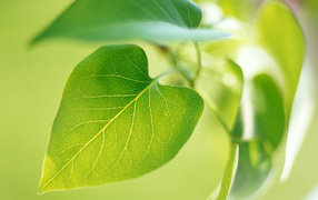 Новый зеленый лист