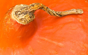 Оранжевая часть тыквы