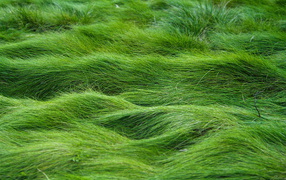 Заросший газон