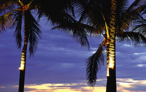 Пальмы в лучах заката