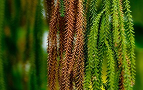 Сосновые тузы