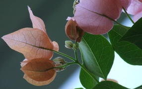 Розовый зеленый цвет