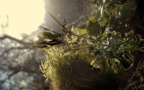 Заостренные листья