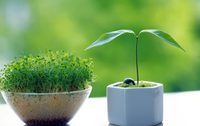 Горшочки с зеленью