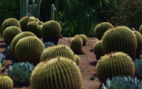 Колючие кактусы