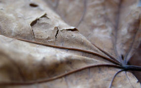 Punctured brown leaf