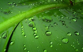 Rain drops on green leaf