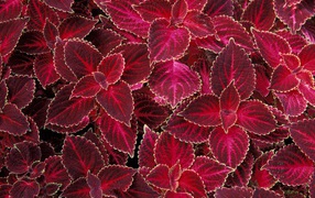 Красная крапива