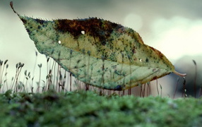 Лист на траве