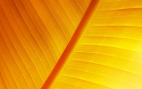 Солнечный лист растение