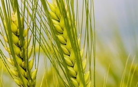 Колосья макро