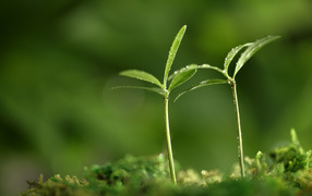 Весенняя пора