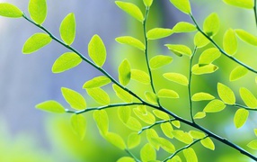 Весенние листья