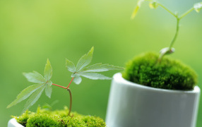 Ростки в горшочках