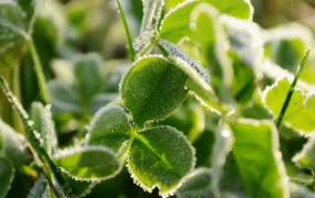 Трава под инеем