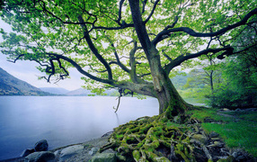 Дерево на берегу озеро