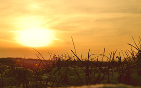 Сквозь снег