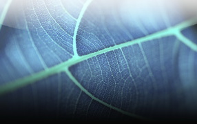 Прозрачный листик