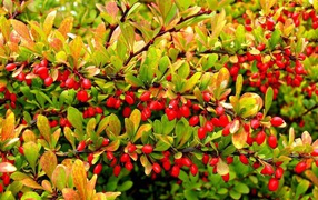 Tree with red fruits