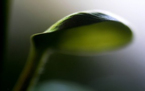 Лист зонтик