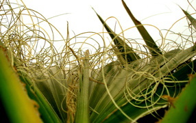 Разнообразная листва