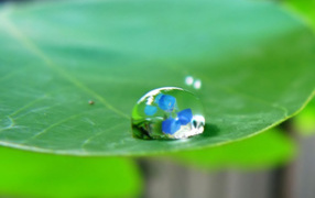 Водяная капелька на зеленом листе