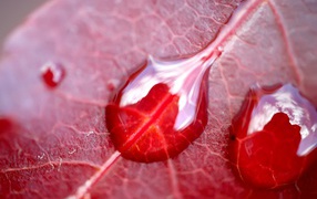 Water on red leaf
