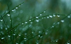 Мокрая трава