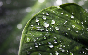 Влажный зеленый листик