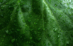 Wet green leaves