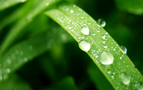 Влажный лист