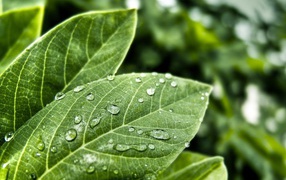 Мокрые листья