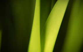 Wide Light Green leaf