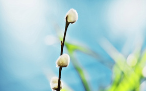 Ветка вербы