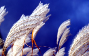 Прикасновение ветра