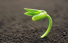 Молодой росток