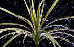  Dracaena