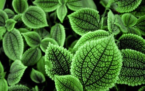 Зеленые листья растения