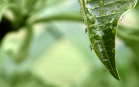 раса на листе