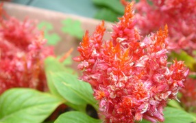 красный цветок