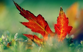 красный лист в траве