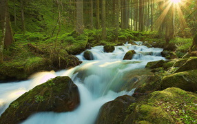 Ручей в чаще