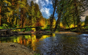 Лесная речка