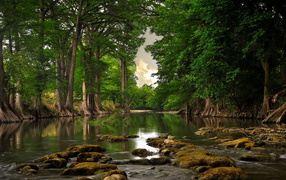 Речка и лес