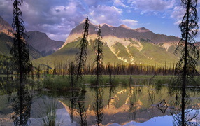 Болото в лесу