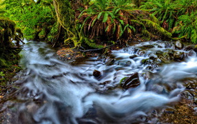 Река, текущая в лесу